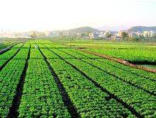 饲料 畜牧渔业发展的基石与现代农业的绿色引擎