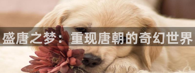 浮力影院草：盛唐之梦：重现唐朝的奇幻世界